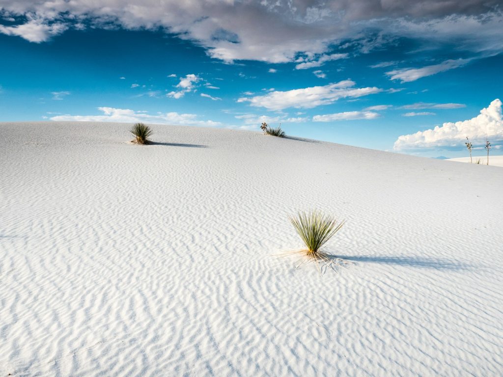 Yucca on the dunes at White Sands near Alamogordo